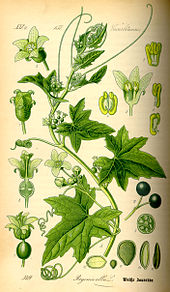 white bryony
